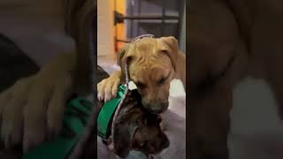 Video of adoptable pet named Moose