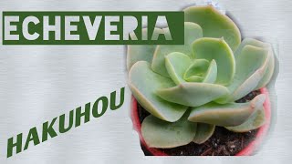 ECHEVERIA HAKUHOU