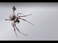 Get a closer look at our amazing spiders!