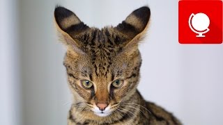20 Most Expensive Cats in the World