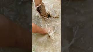 Wash the ticks on river #ticks #omg #shorts