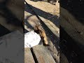 0105☀カフェオレちゃんと👴、森のベンチdeまったりダラダラすごしました❣④ナデナデ編😄🐱🐾❤