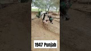 Punjab Village Life  #viral #shortsfeed #tiktok #villagelife #pakistan #youtubeshorts #village