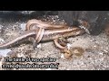 skink u0026​ snake​ fight​ จิ้งเหลน​ กับ​ งู ต่อสู้กัน