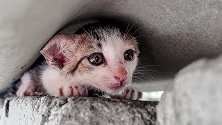 LTT Animal || Unbelievable Cat Rescue: From Weakness to Wellness! 🐱