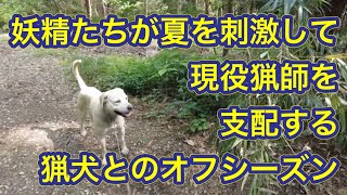 妖精たちが夏を刺激して現役猟師を支配する猟犬との散歩