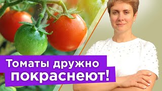 ТОМАТЫ ПОСПЕЮТ БЫСТРО! Как ускорить созревание помидоров на кусте без химии и удобрений