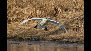 Schwan bei der Landung... (Film aus 102 Bildern)