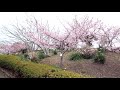 千葉県勝浦市内の官軍塚公園の河津桜