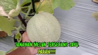 TANAMAN MELON TERSERANG LAYU PARAH||petani pusing!!!#pertanian #vlogpertanian #petani #farming