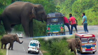 An elephant attack ; The dangers of travelling in safari parks with wild animals.