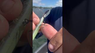 How to remove a hook from your hand! #subscribe #fish #bassfishing #fyp #trout #salmon #fishing