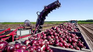 HOW US Farmers Harvest 6.3 Billion Pounds Of ONION 🧅 in 2024.