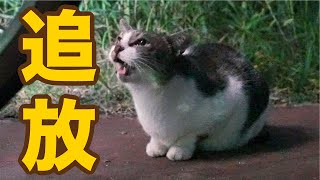 縄張りを追放されて逃げてきた猫【地域猫】