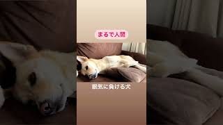 【眠い犬】眠気には勝てないけど　#保護犬 #ラブラドール #雑種犬 #癒し #癒し動画 #可愛い犬 #癒し犬 #dog #のんびり　#眠い #寝ぼけ顔