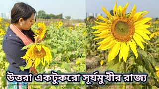 উত্তরা দিয়াবাড়ি এখন সূর্যমুখীর রাজ্য | Sunflower Garden | দিয়াবাড়ি উত্তরা