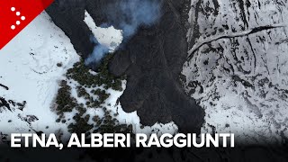 Etna, la colata lavica raggiunge gli alberi: le immagini dal drone