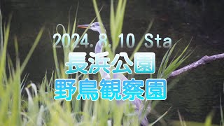 2024.8.10 長浜公園 野鳥観察園（カルガモ・アオサギ）｜3日連続で野鳥撮影して来ました！