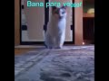 bana para ver kedi versiyon