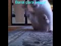 bana para ver kedi versiyon