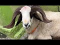 Bakri Eid sheep 2022 Neelsandra