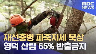 소나무재선충병 파죽지세 북상..영덕 산림 65% 반출금지 (2024.02.14/뉴스데스크/포항MBC)