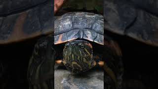 Turtle close-up Video        #turtle #shortvideo #amazing