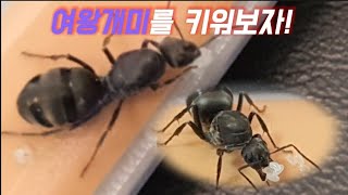 여왕개미를 키워보자! (신여왕)