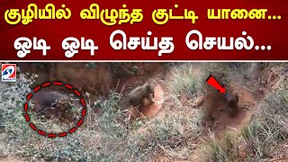 குழியில் விழுந்த குட்டி யானை... ஓடி ஓடி செய்த செயல்... | Odissa