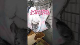 チンチラ家族のまったりタイム(癒しの三つ子❤) #shorts #チンチラ赤ちゃん #chinchillababy