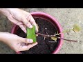 bogainvillea plant malayalam bougainvillea flowering tips bogainvilla plant propagation malayalam