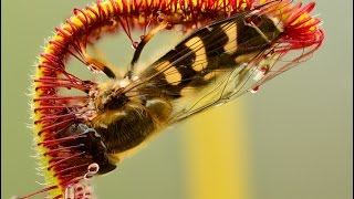 Carnivorous Plant eats Hoverfly - Timelapse (one of my best videos)