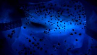 神秘の光!! ～ウミホタル～　Mysterious light!!  Sea firefly