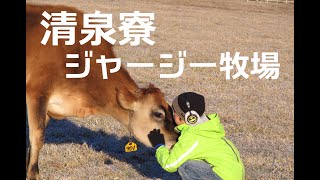 清泉寮ジャージー牧場3  ジャージー牛とのふれあい