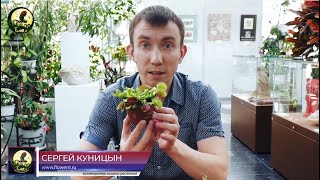 Венерина мухоловка. Говорит Сергей Куницын