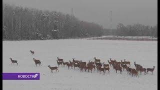 50 благородных оленей поселились в Пуховичском районе