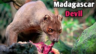 Fossa: Madagascar's Elusive Predator