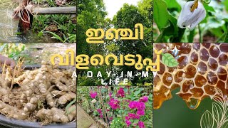 🌿ഇഞ്ചി കണ്ടവും 🍯🐝അപ്രതീക്ഷിതമായി കിട്ടിയ തേനും 🐻😊|Ginger Cultivation|Honey Comb|Hill Valley Vlogs🏞️|