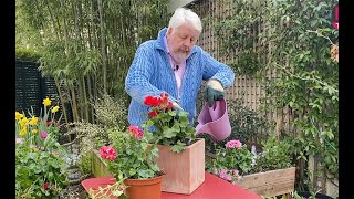 PÉLARGONIUMS OU FAUX GÉRANIUMS : ESPÈCES, PLANTATION, SOINS, Jardiner ça fait du bien émission N°40