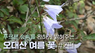 EP.65 | 한여름 숲속을 환하게 밝혀주는 꽃들 | 산꼬리풀 모시대 물봉선 나비나물