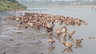Duck Farming In River 3000 Duck farming With the river। Amazing duck farming in bangladesh
