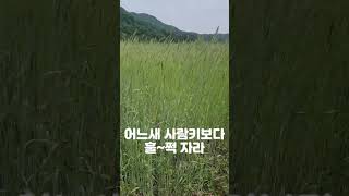 사람키보다 훌쩍자란 호밀 #shorts #호밀#친환경