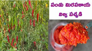 పండు మిరపకాయ పచ్చడి |నిల్వ పచ్చడి | కొరివి పచ్చడి | పర్ఫెక్ట్ గా చేసేయండి | korivi pachadi