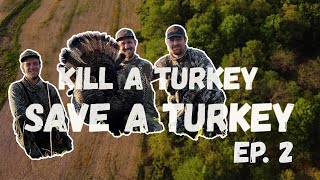 Restoring Farm Country Habitat for Wild Turkeys