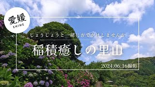 【愛媛・大洲】じょうじょうと一緒に稲積癒しの里山へおでかけしませんか