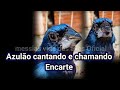 azulão cantando e chamando encarte