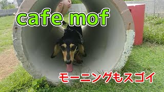 岐阜県関市cafe mof【ミニチュアダックスフンド】モーニングがスゴイ