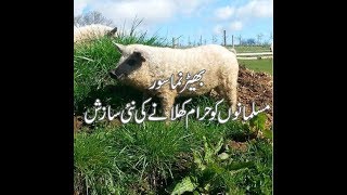 PIG LIKE SHEEP  ... بھیڑ نما سور