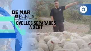 Ovelles separades a Xert - De mar i bancal