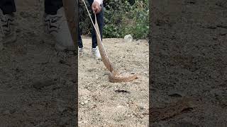 भारत देश का सबसे खतरनाक सांप🐍 #videohighlight #snakerescue #shorts #reels #youtubeshorts #viralshort